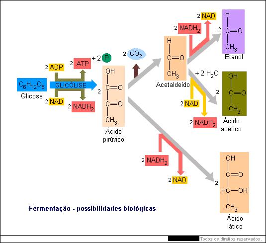 1 NADH 3 ATP. e 1 FADH2 2 ATP - Logo: 10 NADH + 2 FADH2 + 4 ATP 38 ATP (modelo tradicional) Obs.