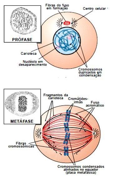 Atenção: Citocinese animal x vegetal: - A citocinese