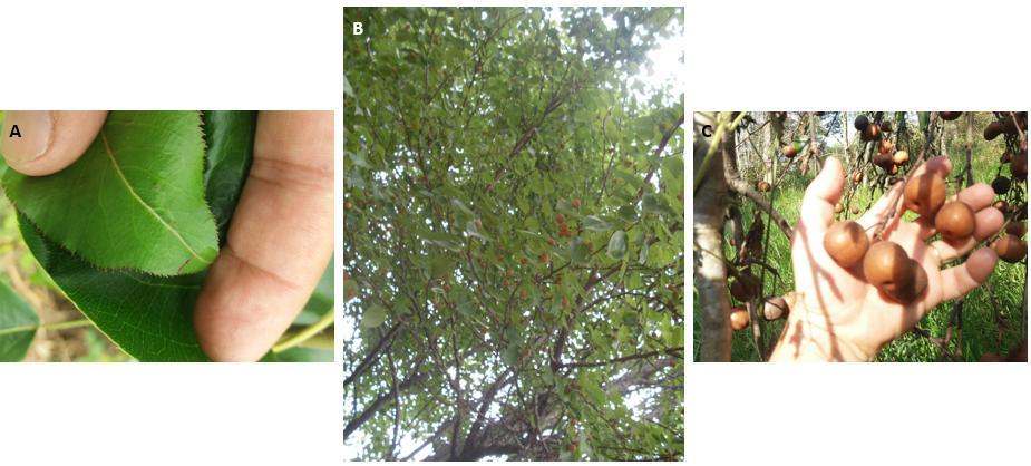 Pyrus calleryana: Taiwan Nashi-C, um dos porta-enxertos utilizados para pereiras.