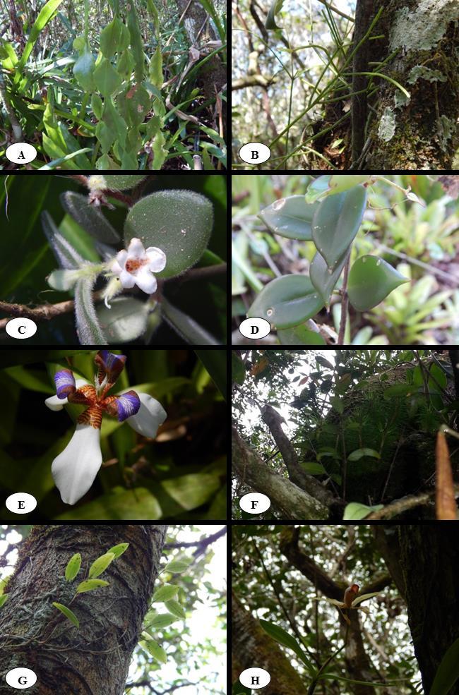 Espécies de epífitas vasculares da Ilha Grande, RJ, pertencentes às famílias Cactaceae (A-B), Gesneriaceae (C-D), Iridaceae (E), Lycopodiaceae (F) e Orchidaceae (G-H). A) Rhipsalis pachyptera Pfeiff.