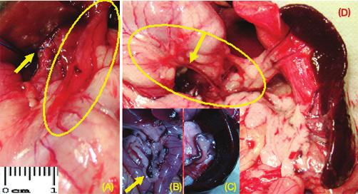 FIGURA 4 A) Hipertensão portal induzida pela ligadura parcial da veia porta (seta) e dilatação dos vasos da junção esofagogástrica destaque; B) congestão venosa no território da veia mesentérica