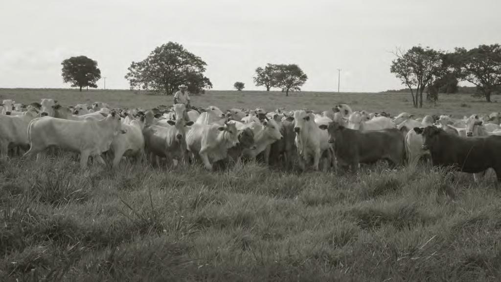 br 16% Custo de oportunidade 33% Custo insumos 11% Custo operações agrícolas 5% Custo mão de obra 26% Custo transporte e armazenagem 8% Custo manutenção e depreciações 1% Funrural ITENS DE CUSTO