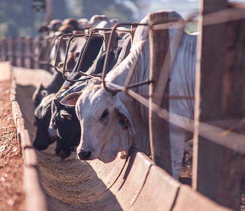 ESTATÍSTICA DA PECUÁRIA SUL-MG O mercado do boi gordo está andando de lado na região. Já são dezessete dias de estabilidade nas cotações. A referência do animal terminado está em R$140,00/@, a prazo.