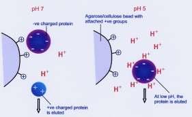 filtração em gel (gel filtration or size exclusion chromatography)