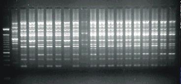 Linha M=Marcador molecular 100 pb Ladder, Linha 1 a 19 isolados de A. macrospora. Figura 2.