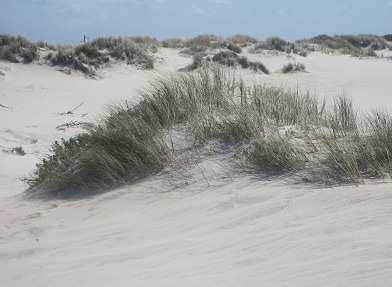 No movimento das areias estão presentes três forças: Força de elevação da areia; Força de arrasto que actua na areia Peso da