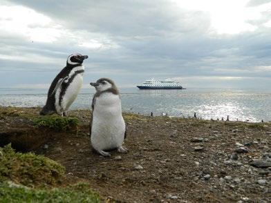Dia 9: Ilha Magdalena Punta Arenas No início da manhã, se as condições meteorológicas o permitirem, desembarcaremos na Ilha Magdalena, no Estreito de Magalhães, lugar de detenção obrigatória para o