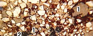 cutãs de grão e poros (2). Figura 5B: Fotomicrografia da unidade 2 mostrando cutãs de grão e poros (1) e fragmentos de orgânicos (2).