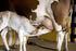 Cadeia produtiva da bovinocultura leiteira no Brasil