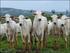 Manual de Inseminação. Artificial em Tempo Fixo. (IATF) em gado leiteiro.