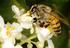 Valor econômico da polinização por abelhas mamangavas no cultivo do maracujá-amarelo