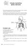 Infecções respiratórias agudas e meningite