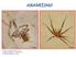 ARANEÍSMO. Bergson. Bergson. Museu de Paleontologia de Crato Fósseis de aranhas + / - 110 mi anos Formação Santana do Cariri