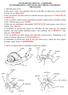 ATIVIDADES DE CIÊNCIAS 4º BIMESTRE INVERTEBRADOS II MOLUSCOS, ARACNÍDEOS, ANELÍDEOS E CRUSTÁCEOS