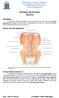 ROTEIRO DE ESTUDO Abdome