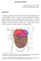 ANATOMIA DO ABDOME. Campinas. Professora do departamento de anatomia da Universidade Federal do Paraná.