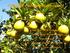 Nutrição e adubação dos citros
