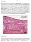 HISTOLOGIA. Folículos ovarianos