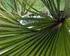 LITERATURA DE SABAL. Palmeira de pequeno porte, semelhante a outras Arecaceae ornamentais. É nativa da Flórida.