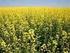 Canola. Brasília, Setembro de 2010.