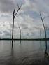 Belo Monte e os Gases de Efeito Estufa. 6: As Árvores Mortas e Emissões Pré-Represa
