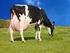 O melhoramento animal e a qualidade do leite no Brasil
