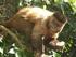 Ecologia e Comportamento do Macaco-Caiarara (Cebus kaapori)