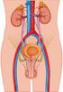 Sistema urinário. Sistema urinário. Rins localização. urinário