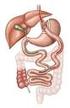 Como escolher entre o Bypass gástrico e a Gastrectomia vertical?