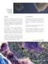 DETERMINAÇÃO DE NOVAS BANDAS ESPECTRAIS PARA OS SATÉLITES LANDSAT/TM-5 E SPOT 1