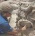 Colméias de 3 mil anos são descobertas em Israel