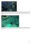 Figura 24 Experimentos utilizando um Diving PAM em tufos de algas/cianobactérias no Arquipélago de Abrolhos.
