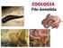 ZOOLOGIA. Filo Annelida