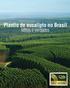 Plantio de eucalipto no Brasil. Mitos e verdades