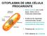 CITOPLASMA DE UMA CÉLULA PROCARIONTE