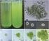 Origem dos Eucarya e a evolução da multicelularidade
