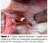 Quilotórax como consequência de uma cardiomiopatia hipertrófica felina
