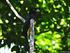 As Aves do Tocantins 1: Região Sudeste