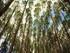 Madeira de eucalipto: Desafios e Oportunidades