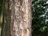 CRESCIMENTO DE Pinus elliottii ENGELM SOB DIFERENTES INTENSIDADES DE DESBASTE. GROWTH OF Pinus elliottii ENGELM UNDER DIFFERENT THINNING INTENSITY