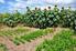 Consorciação de hortaliças: alternativa para a diversificação da produção e da renda em pequenas propriedades