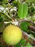 Caracterização de frutos de mangabas (Hancornia speciosa Gomes) e estudo de processos de extração da polpa