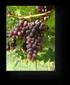 Evolução da maturação da uva BRS Clara sob cultivo protegido durante a safra fora de época