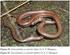 Composição e história natural das serpentes de Cerrado de Itirapina, São Paulo, sudeste do Brasil