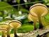 Grupo de Pesquisas:Cogumelos da Amazônia. Noemia Kazue Ishikawa