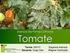 Circular Técnica. Doenças do tomateiro cultivado em ambiente protegido. Introdução. Autores. Ministério da Agricultura, Pecuária e Abastecimento