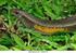 DIET OF THE LIZARD Mabuya agilis (SAURIA; SCINCIDAE) IN AN INSULAR HABITAT (ILHA GRANDE, RJ, BRAZIL)