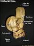 Anatomia óssea do cíngulo pélvico, da coxa e da perna do tamanduá bandeira Myrmecophaga tridactyla (Myrmecophagidae: Pilosa)