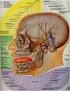 Nervos Cranianos. Prof. Gerardo Cristino.  Nervios Craneanos - Anatomía y clínica - Pauwels, Akesson, Stewart