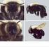 Revista Brasileira de Entomologia 59 (2015) REVISTA BRASILEIRA DE. A Journal on Insect Diversity and Evolution.